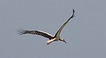 a stork in Poland